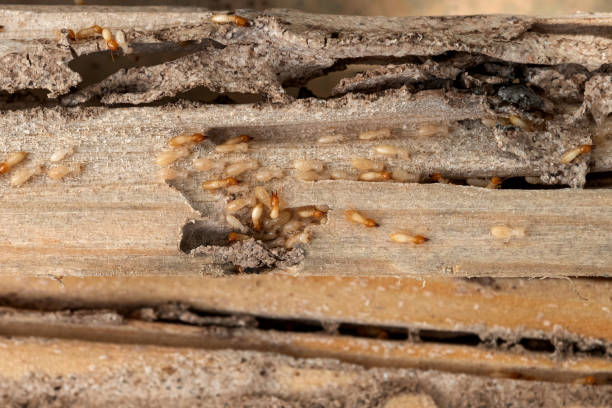 Best Commercial Pest Control Services  in Cordova, NC