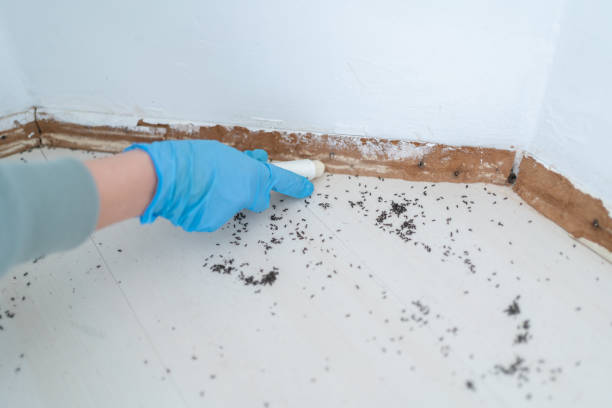 Best Flea Control Services  in Cordova, NC